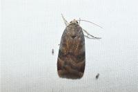 Noctua janthe/janthina