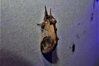 Notodonta ziczac
