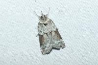 Nycteola siculana