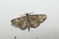 Peribatodes rhomboidaria