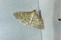 Patania ruralis