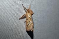 Triodia sylvina