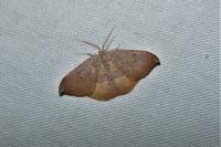 Watsonalla uncinula