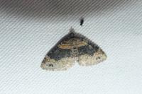 Xanthorhoe ferrugata