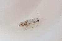 Bucculatrix albedinella