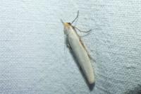 Eilema caniola