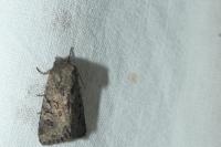 Luperina testacea