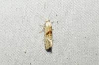 Cochylimorpha straminea