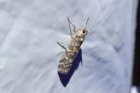 Dioryctria sylvestrella