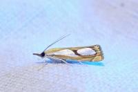 Catoptria pinella