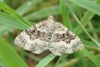 Epirrhoe alternata