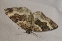 Epirrhoe alternata