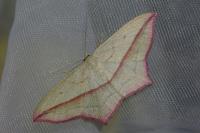 Timandra comae