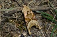 Phlogophora meticulosa