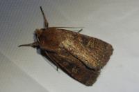 Xestia xanthographa