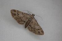 Gymnoscelis rufifasciata