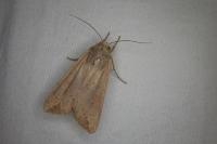 Mythimna unipuncta