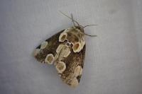 Thyatira batis
