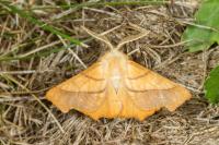 Ennomos fuscantaria
