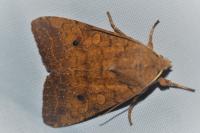 Sunira circellaris
