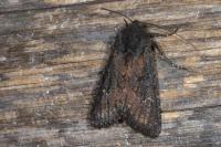 Aporophyla nigra