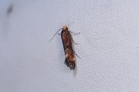 Apodia bifractella