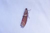 Cryptoblabes bistriga