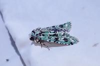 Griposia aprilina