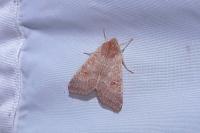 Cirrhia ocellaris