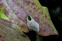 Antispila petryi