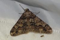Agriopis leucophaearia