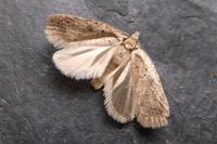 Agonopterix scopariella