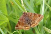Euclidia glyphica