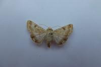 Heliothis nubigera