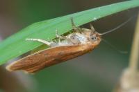 Clepsis unicolorana