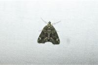 Chloroclysta siterata