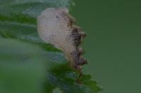 Eriocrania semipurpurella