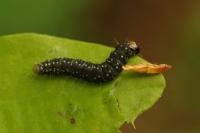 Choristoneura hebenstreitella