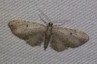 Eupithecia virgaureata