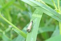 Adela reaumurella