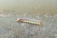 Tortricodes alternella