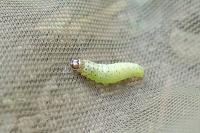 Tortrix viridana