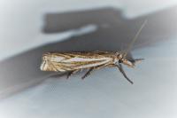 Crambus lathoniellus