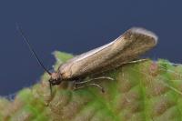 Glyphipterix fuscoviridella
