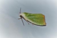 Earias clorana