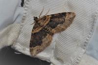 Xanthorhoe ferrugata