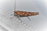 Pyroderces argyrogrammos