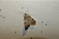Agrotis puta