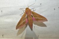 Deilephila elpenor