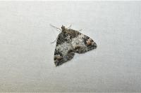 Dysstroma truncata